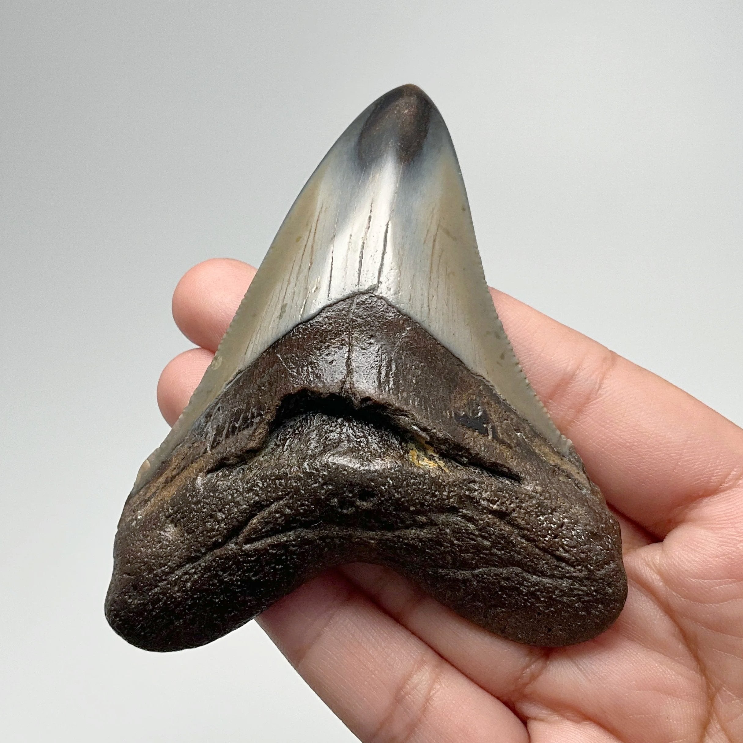 Beautiful Megalodon Shark Tooth retailer specimen