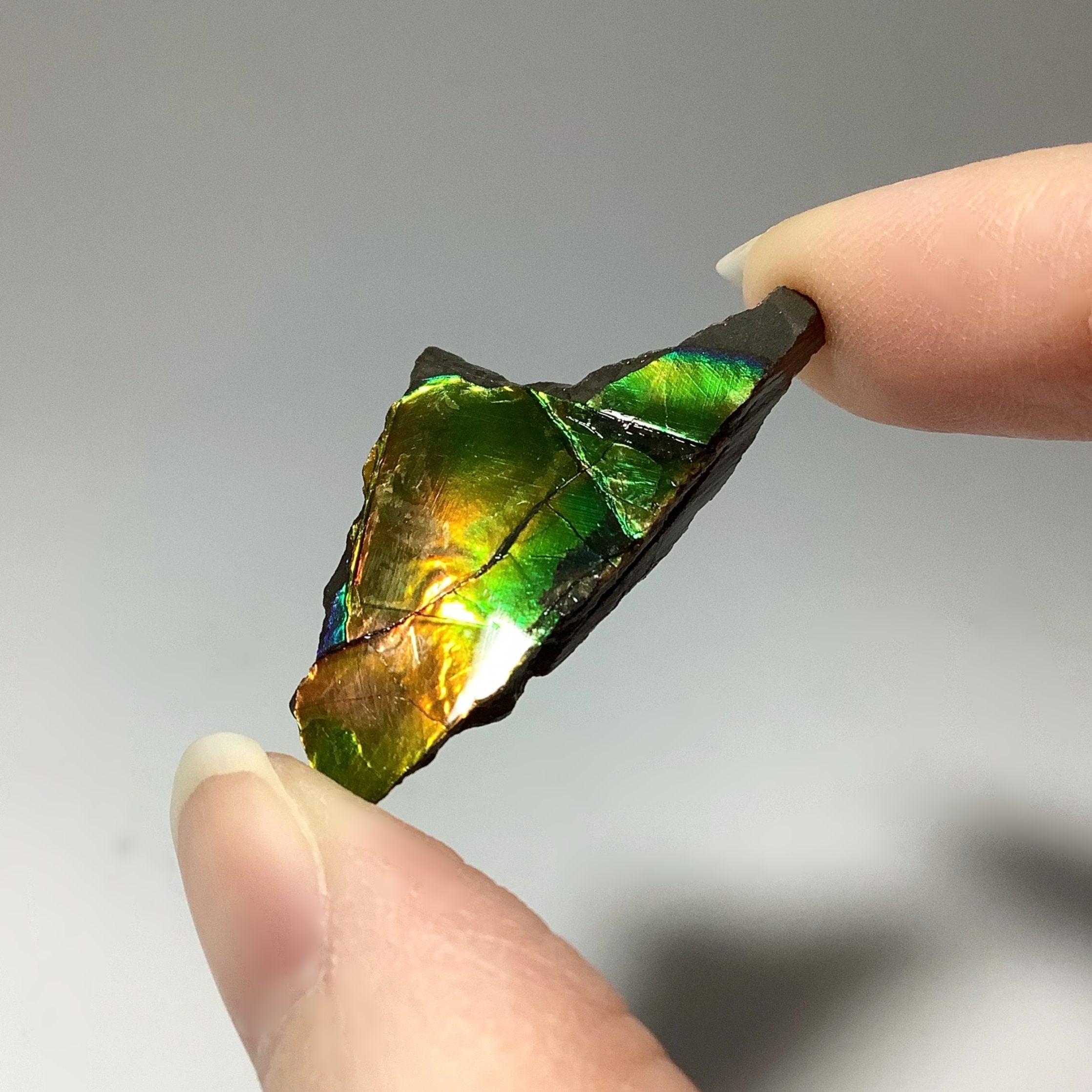 Ammolite