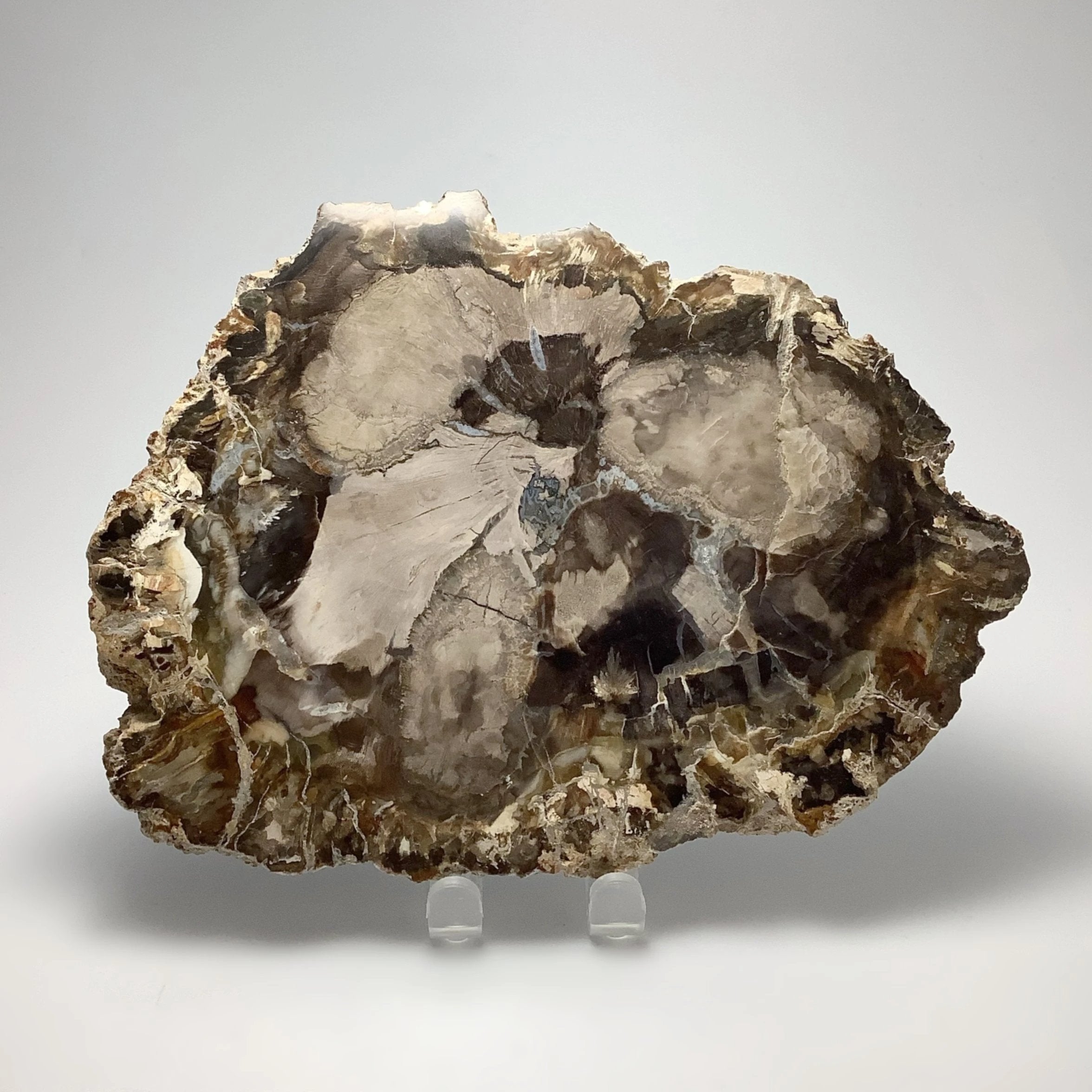 Petrified Wood