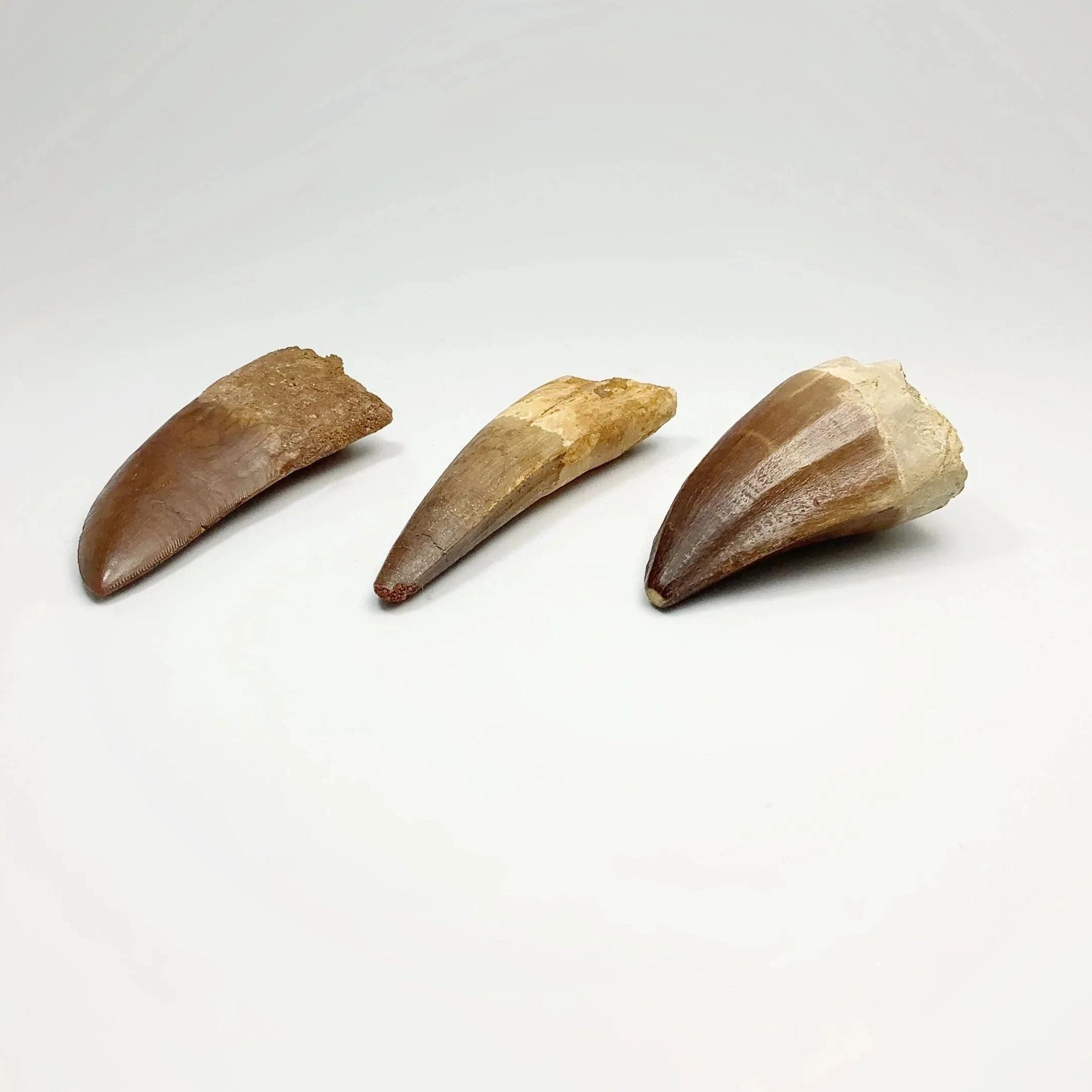 Fossil Dinosaur Teeth