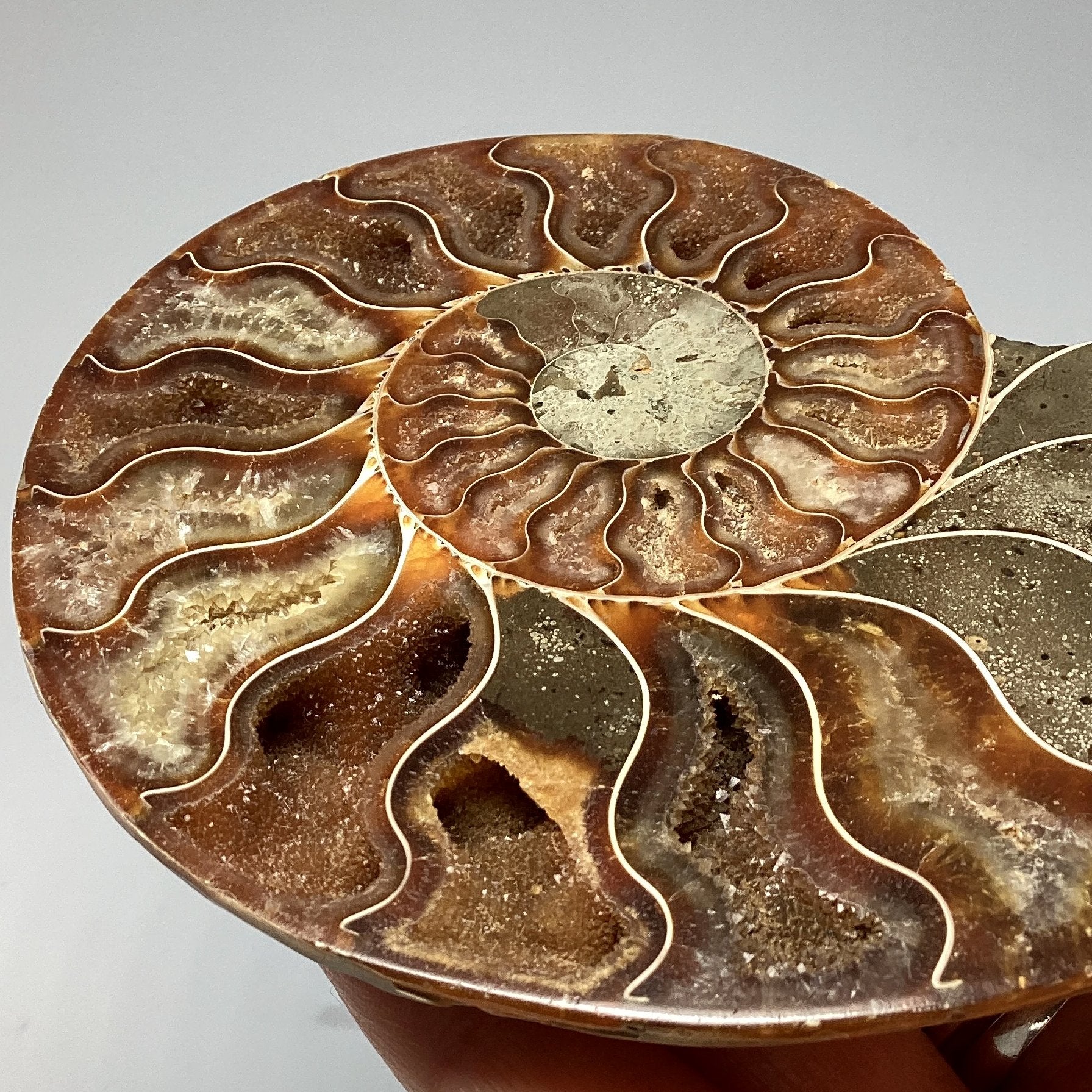 Fossil Ammonites