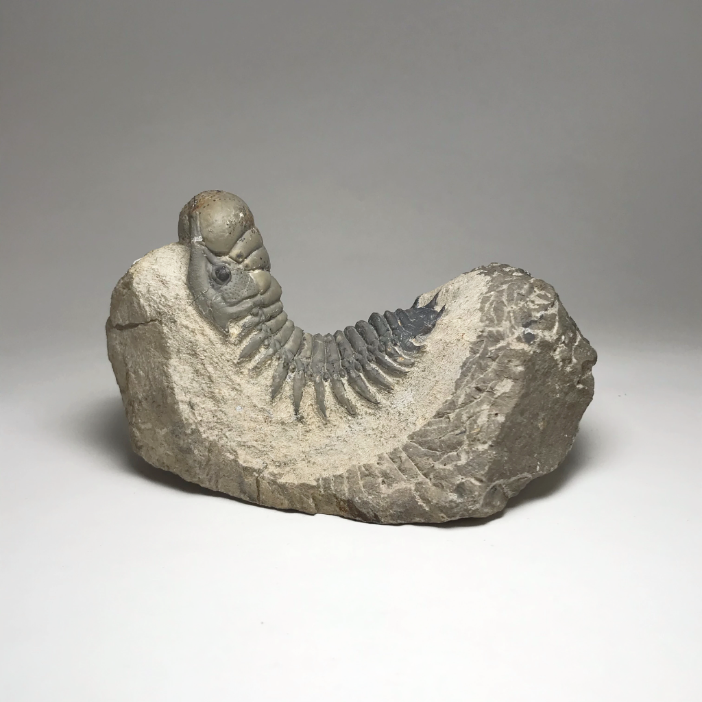 Trilobite Crotalus