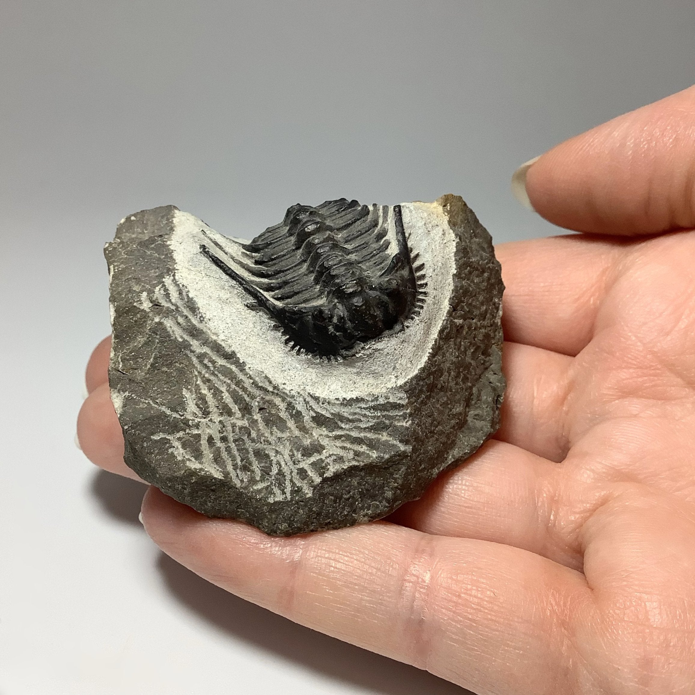 Trilobite Leonaspis