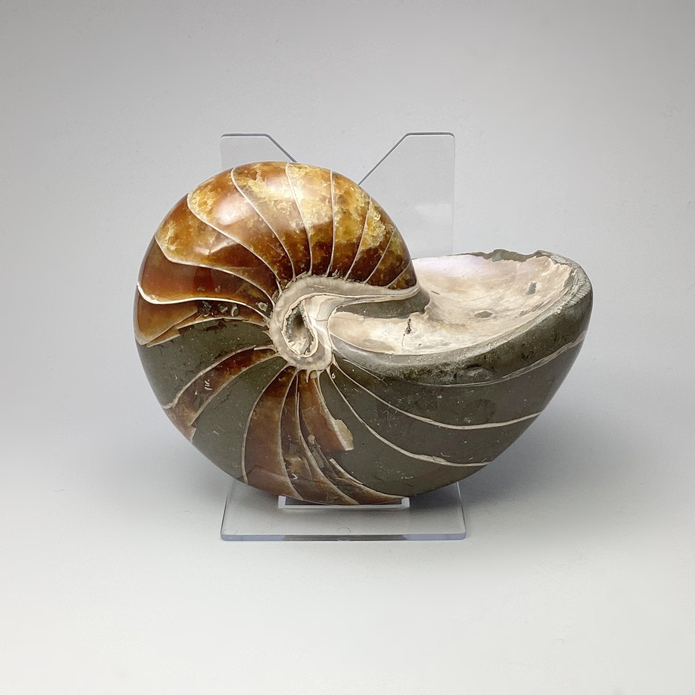 Ammonite Nautilus