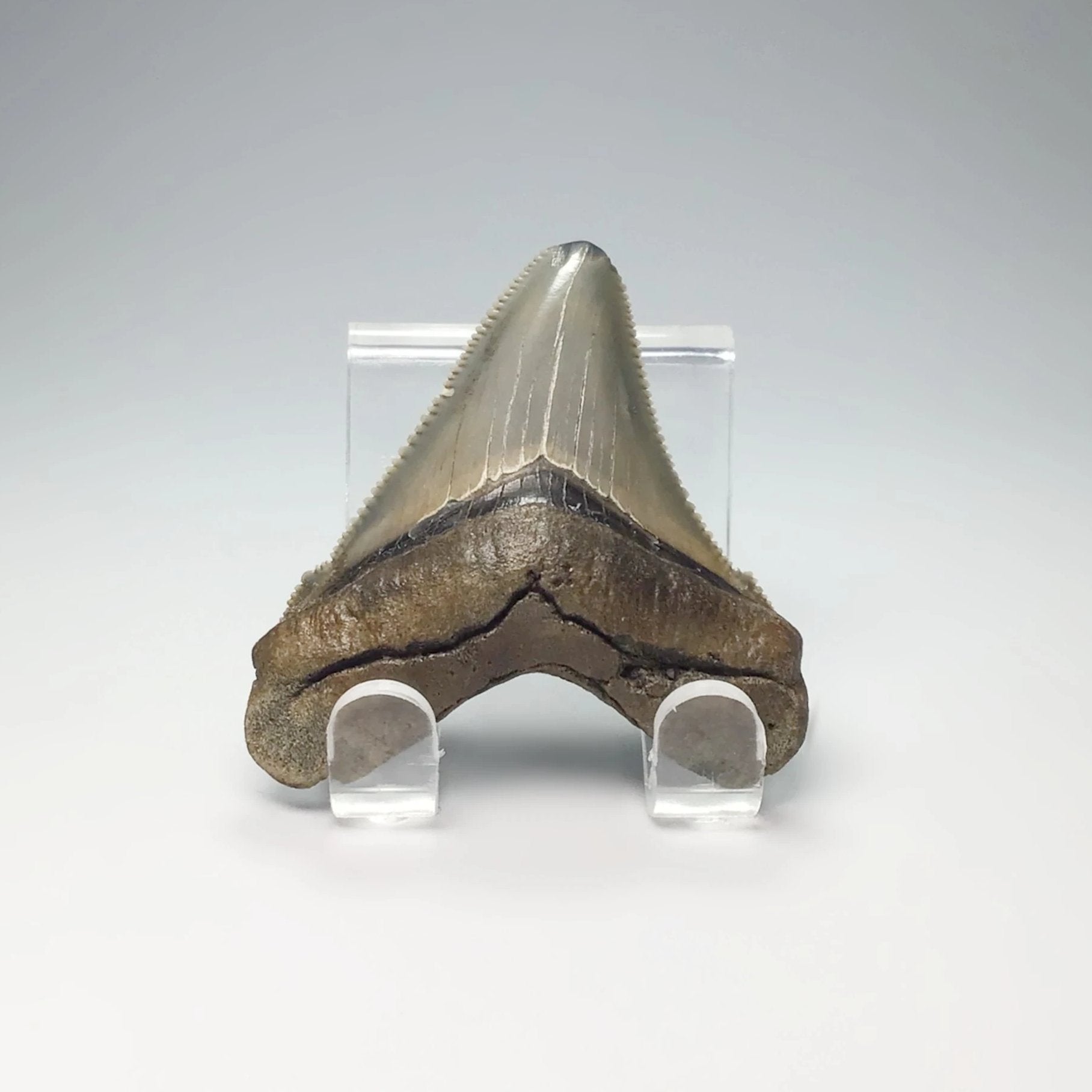 Angustiden : Early Megalodon Teeth