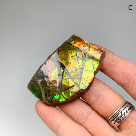 Ammolite Specimen