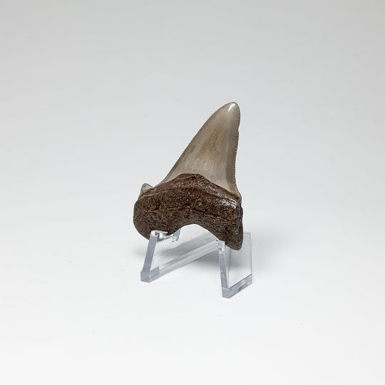 Fossilized Shark Tooth Specimen: Early Megalodon