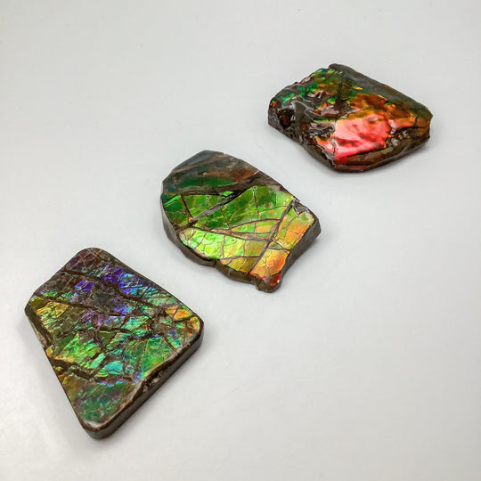 Ammolite Specimen