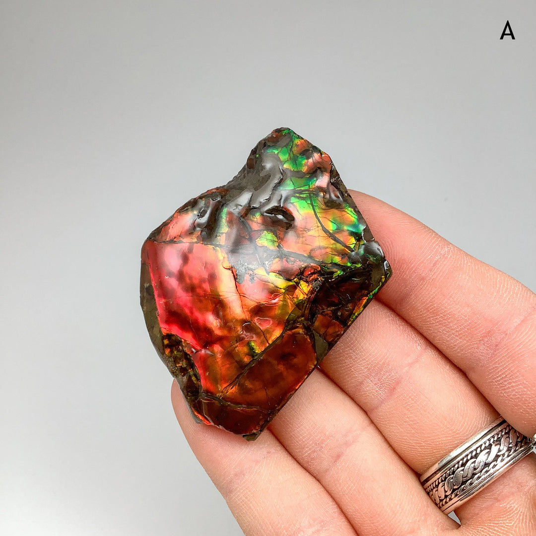 Ammolite Specimen