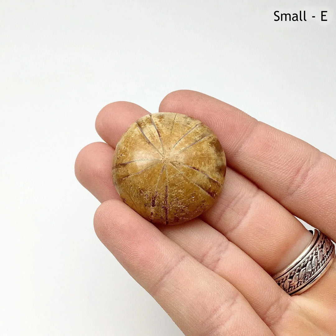 Sea Urchin Fossil