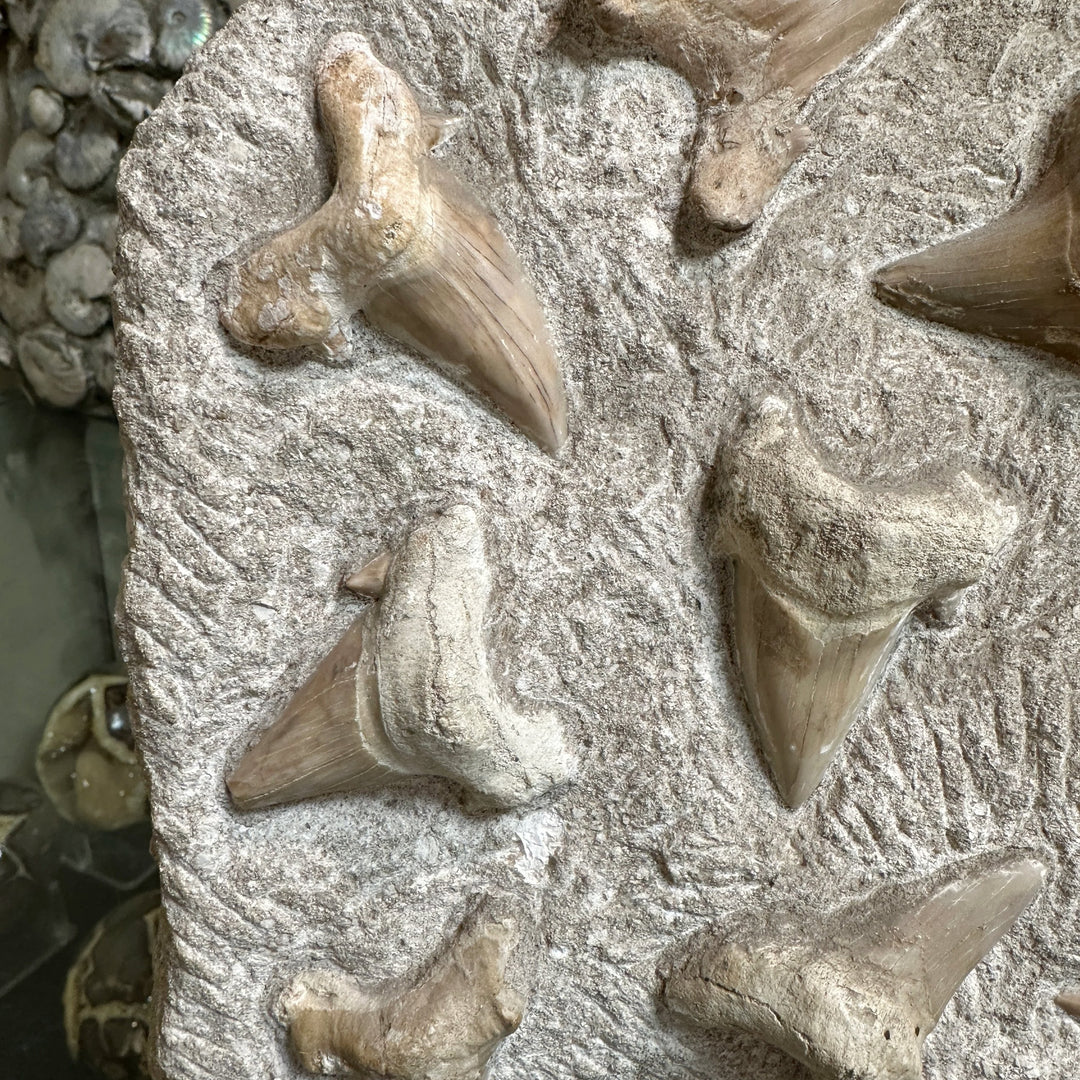 Fossilized Otodus/Lamna Shark Tooth Specimen in Matrix