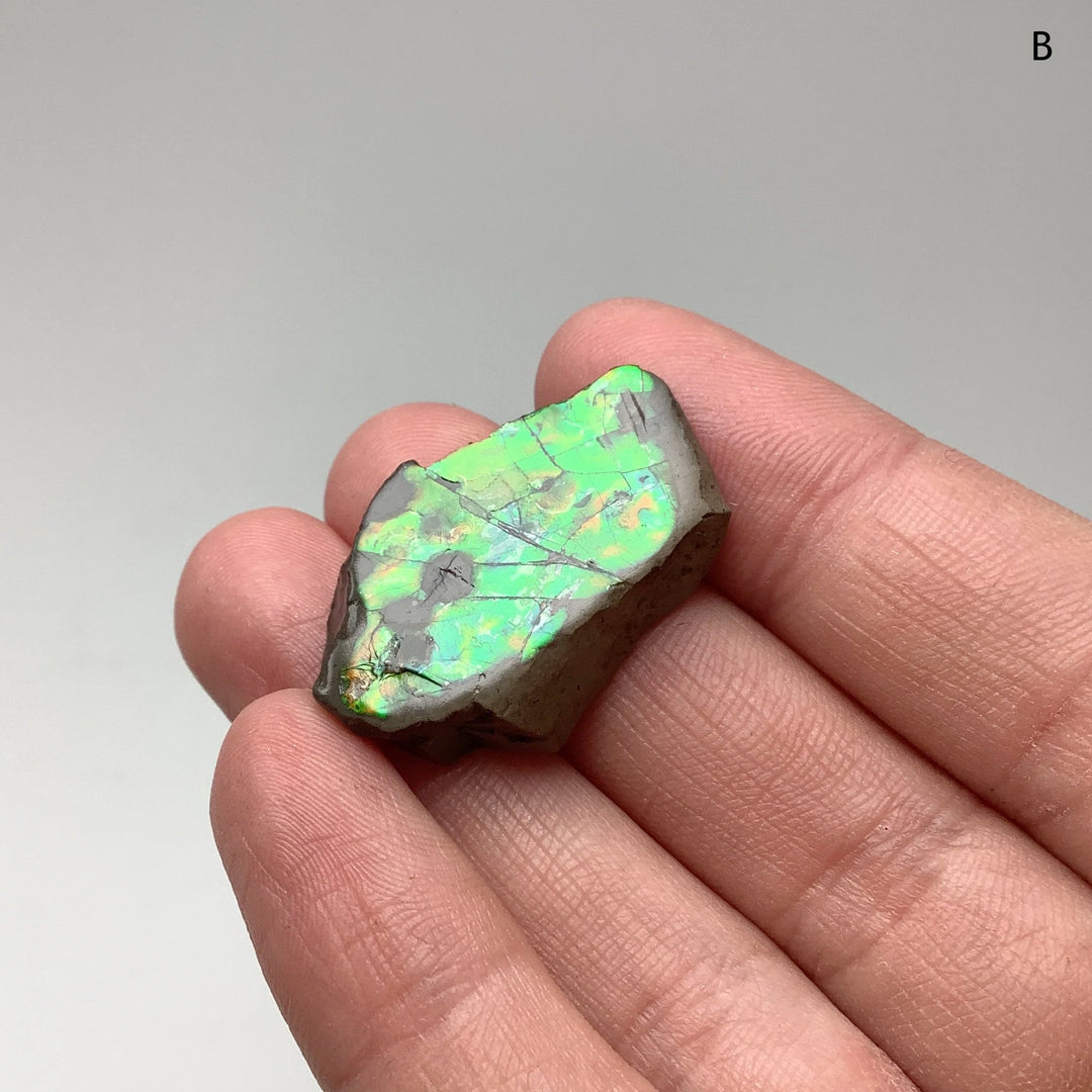 Ammolite Specimen