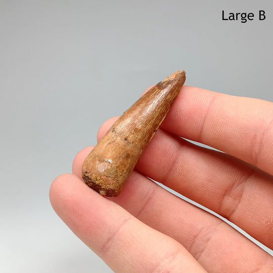 Fossilized Spinosaurus Tooth Specimen