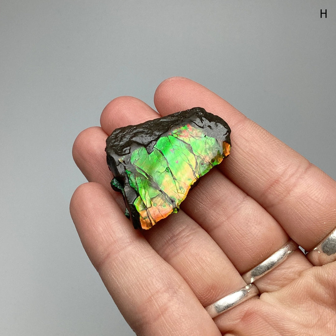 Ammolite Specimen at $69 Each