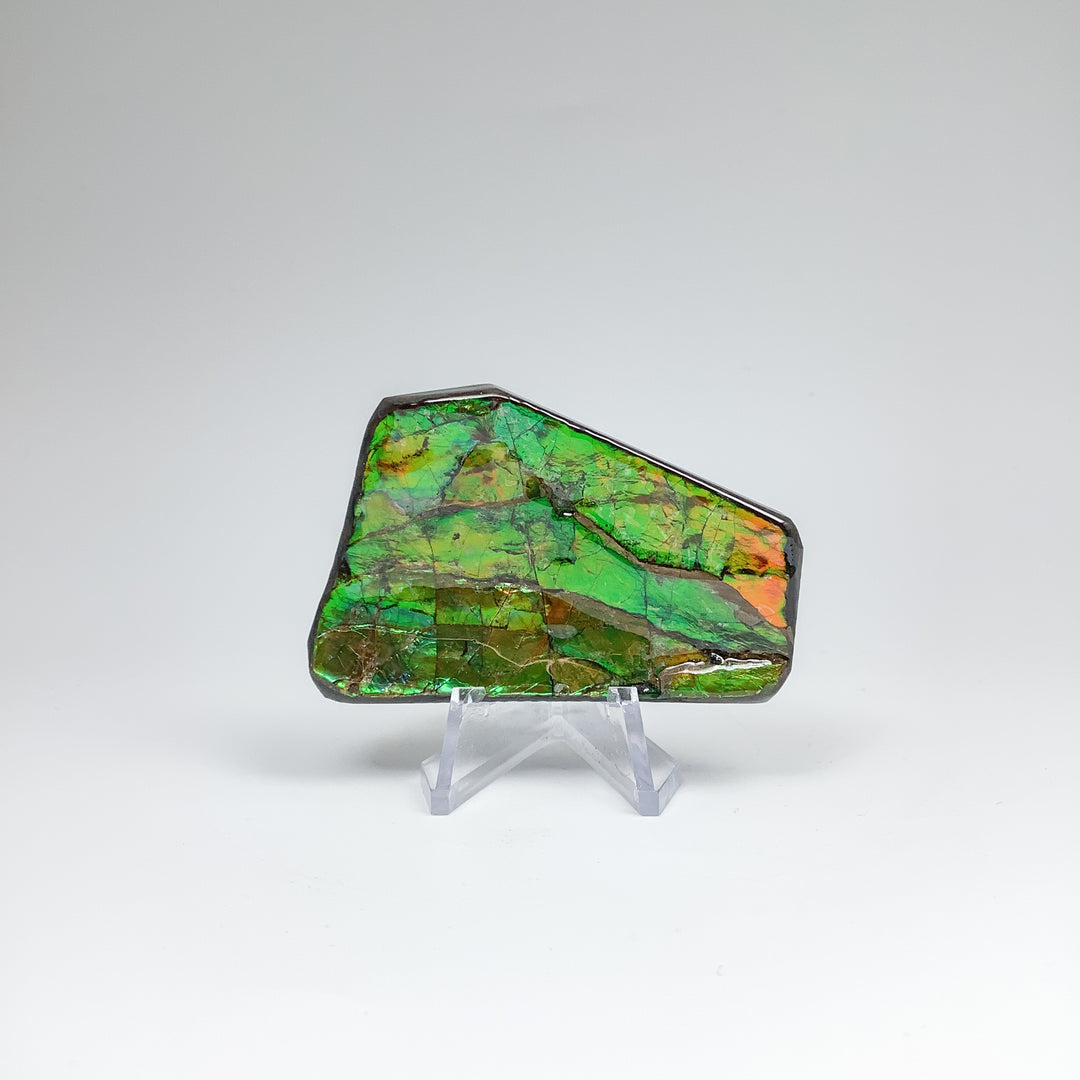 Ammolite Specimen