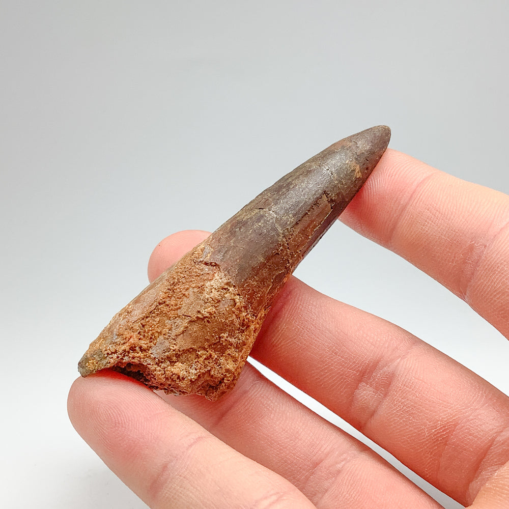 Fossilized Spinosaurus Tooth Specimen