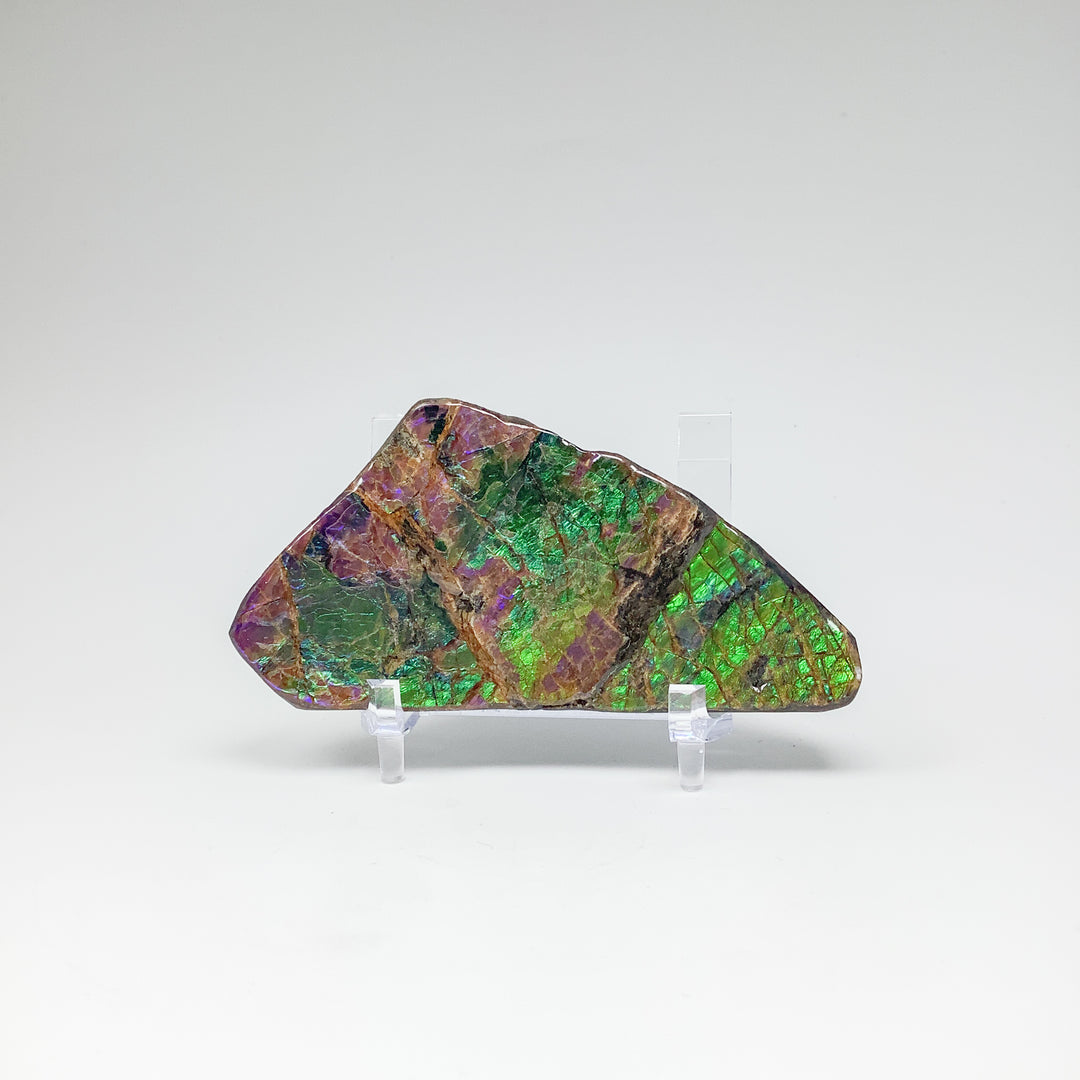 Ammolite Specimen