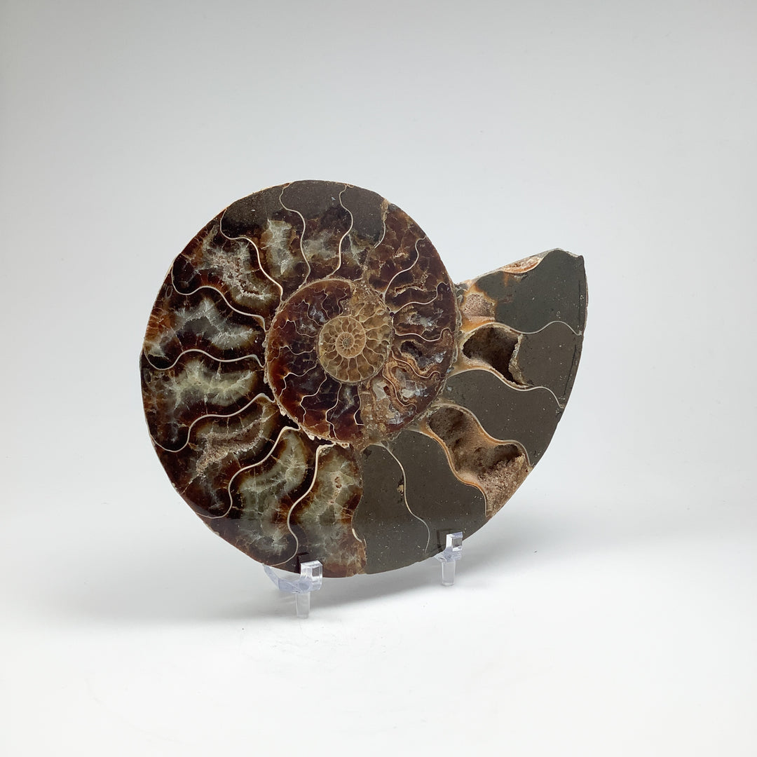 Chambered Ammonite