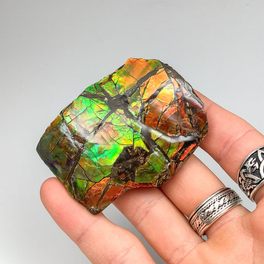 Ammolite Specimen