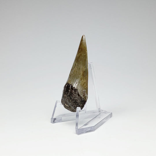 Fossilized Shark Tooth Specimen: Mako