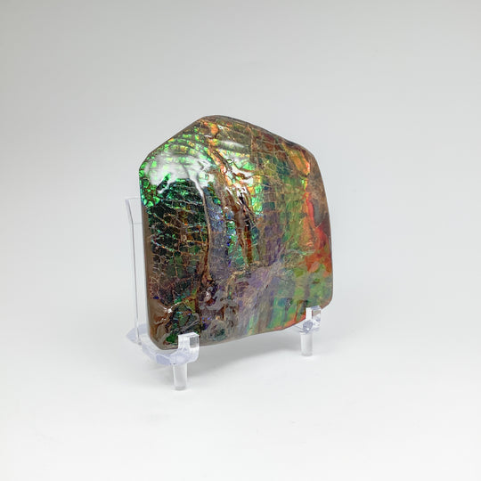 Ammolite Specimen