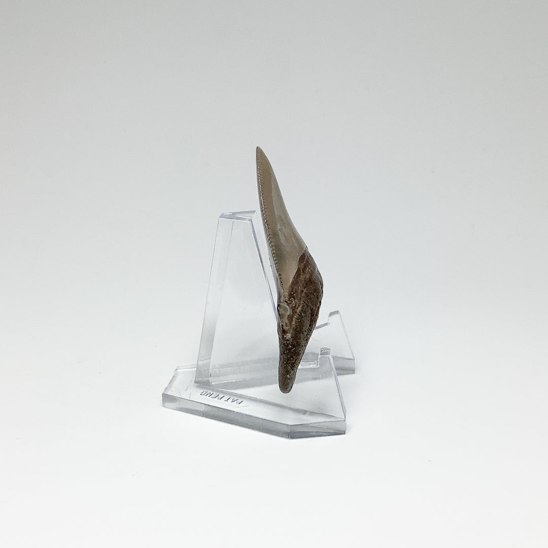 Fossilized Shark Tooth Specimen: Early Megalodon