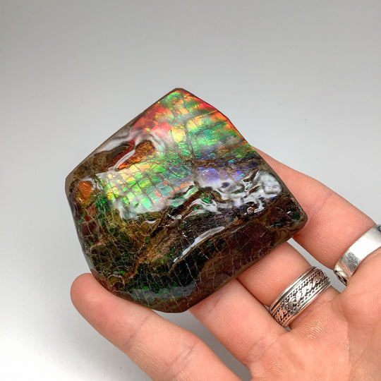 Ammolite Specimen