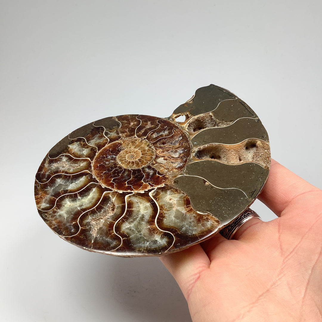 Chambered Ammonite