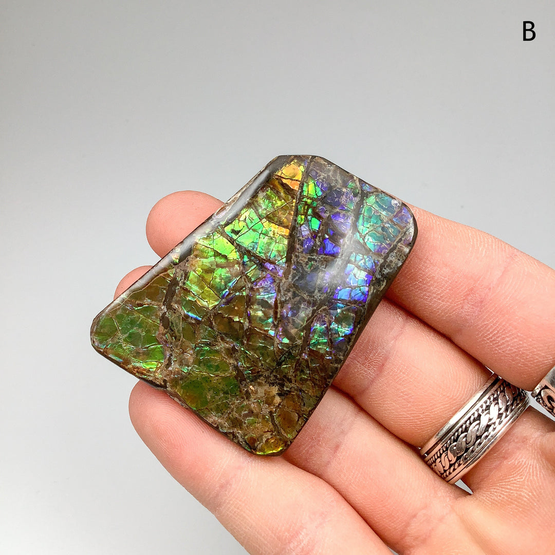 Ammolite Specimen