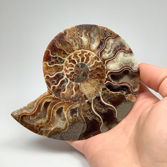 Chambered Ammonite