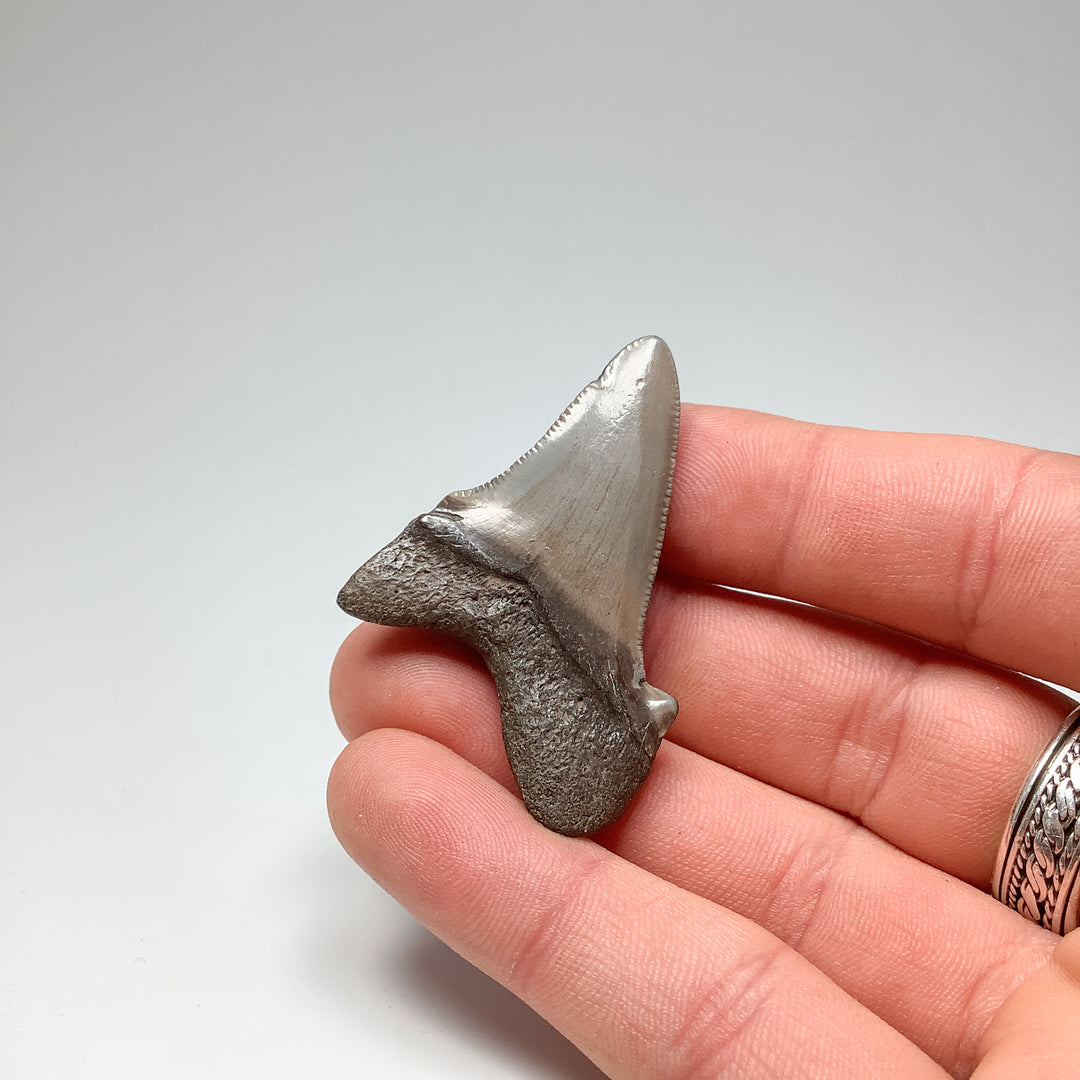 Fossilized Shark Tooth Specimen: Early Megalodon