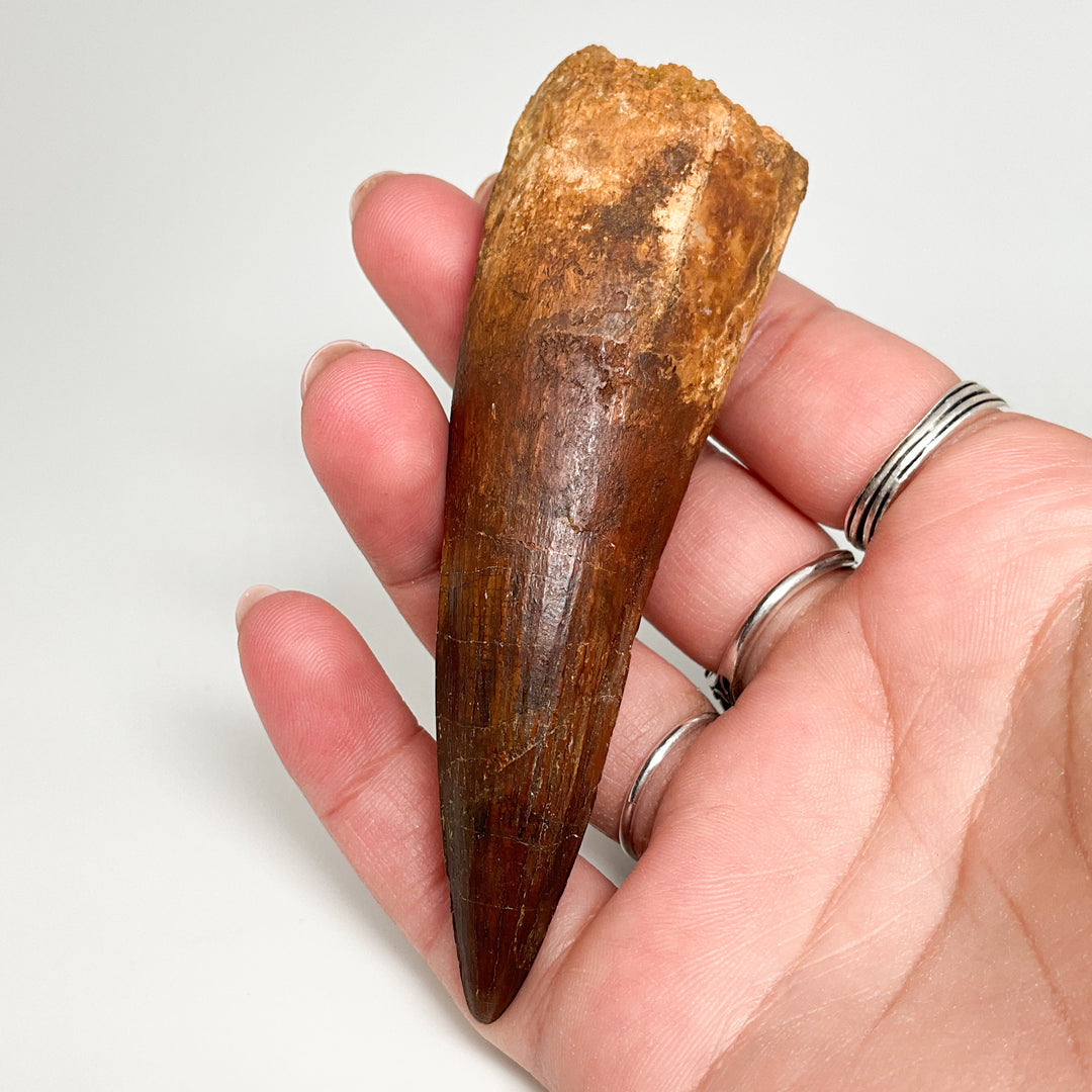 Fossilized Spinosaurus Tooth Specimen