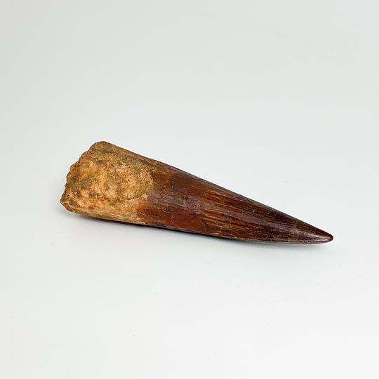 Fossilized Spinosaurus Tooth Specimen