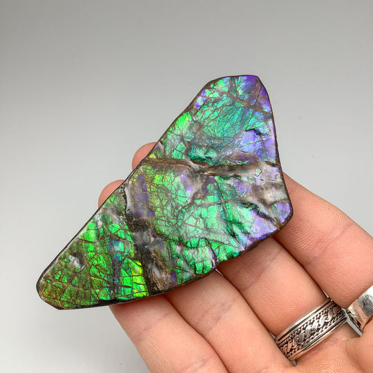 Ammolite Specimen