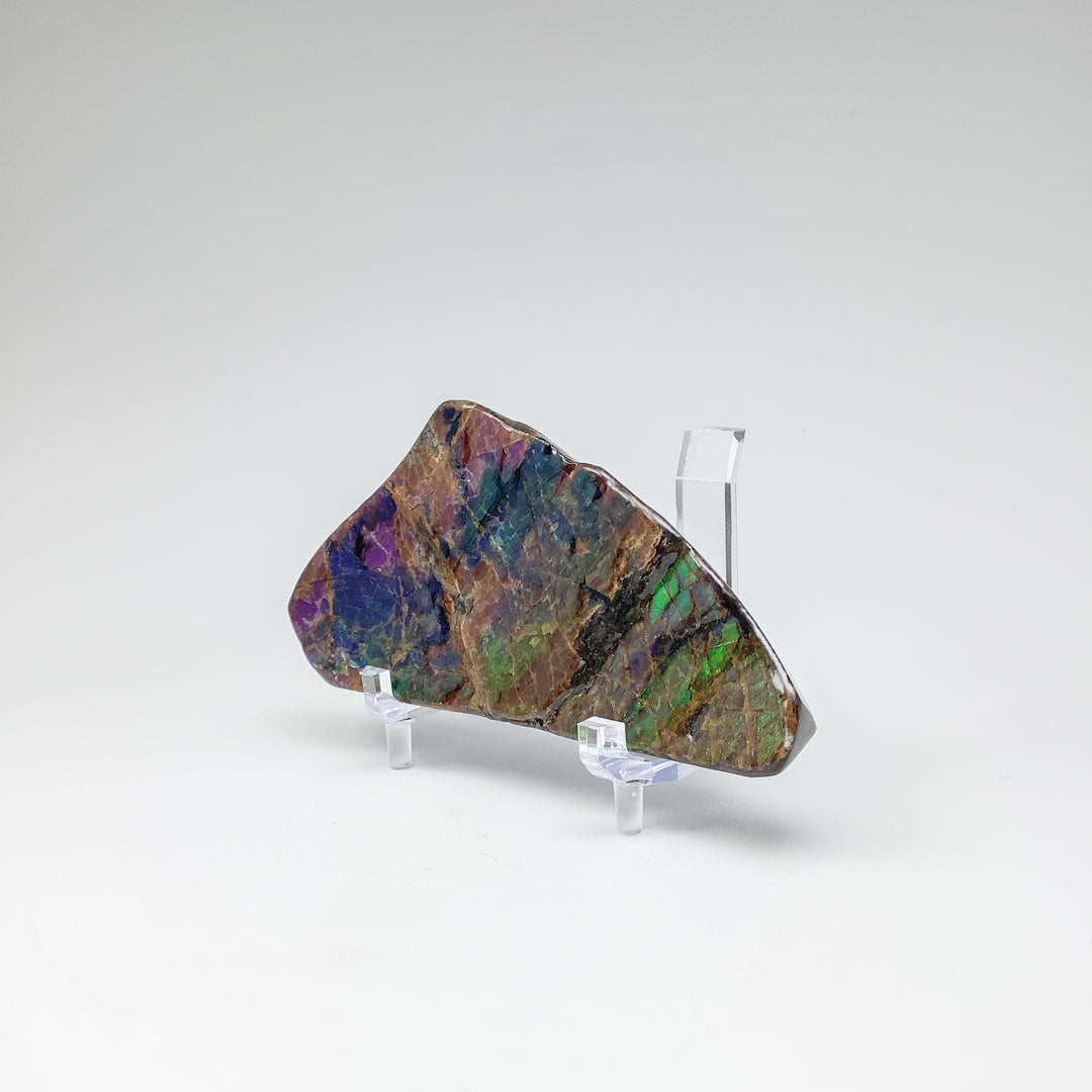 Ammolite Specimen