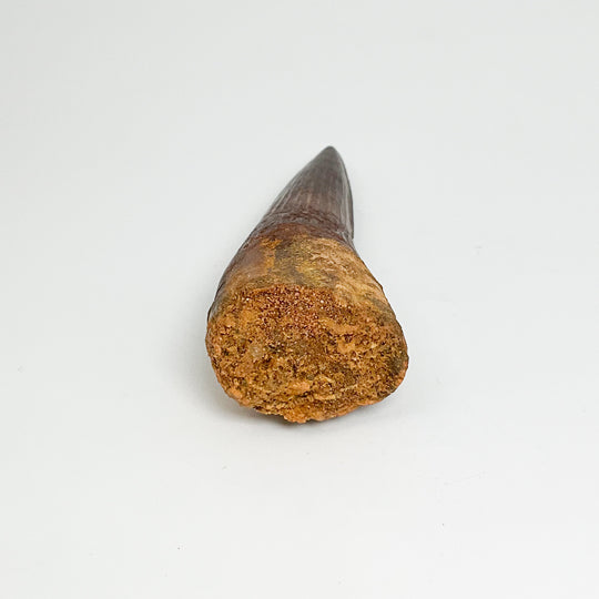 Fossilized Spinosaurus Tooth Specimen