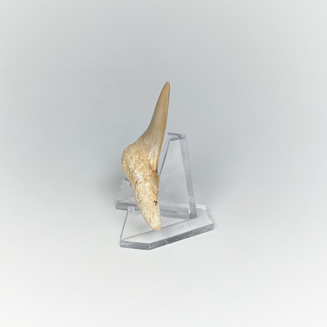 Fossilized Otodus/Lamna Shark Tooth Specimen