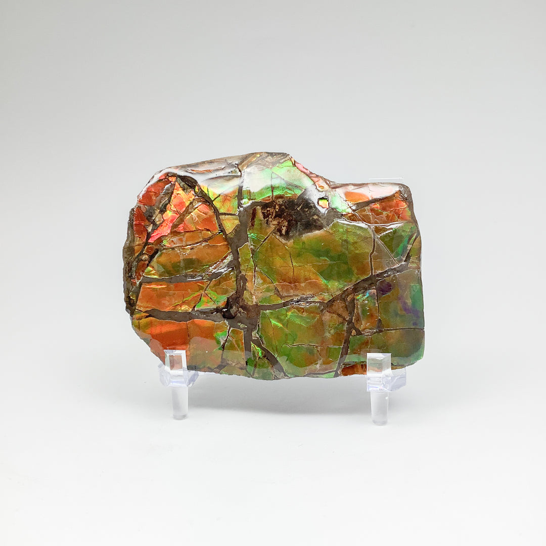 Ammolite Specimen