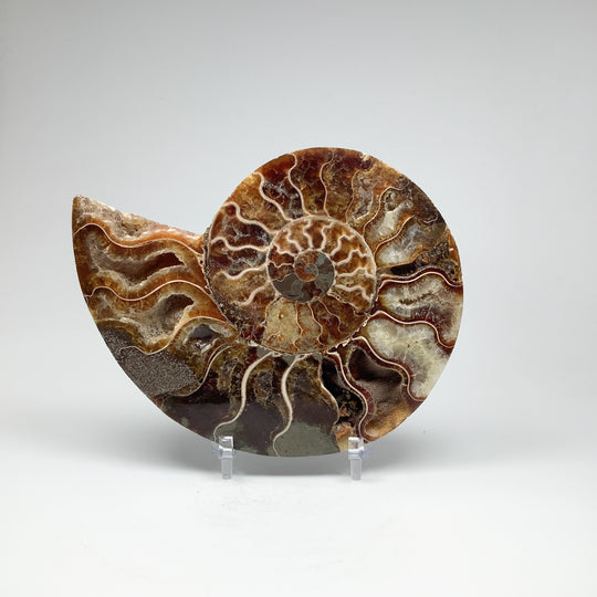 Chambered Ammonite