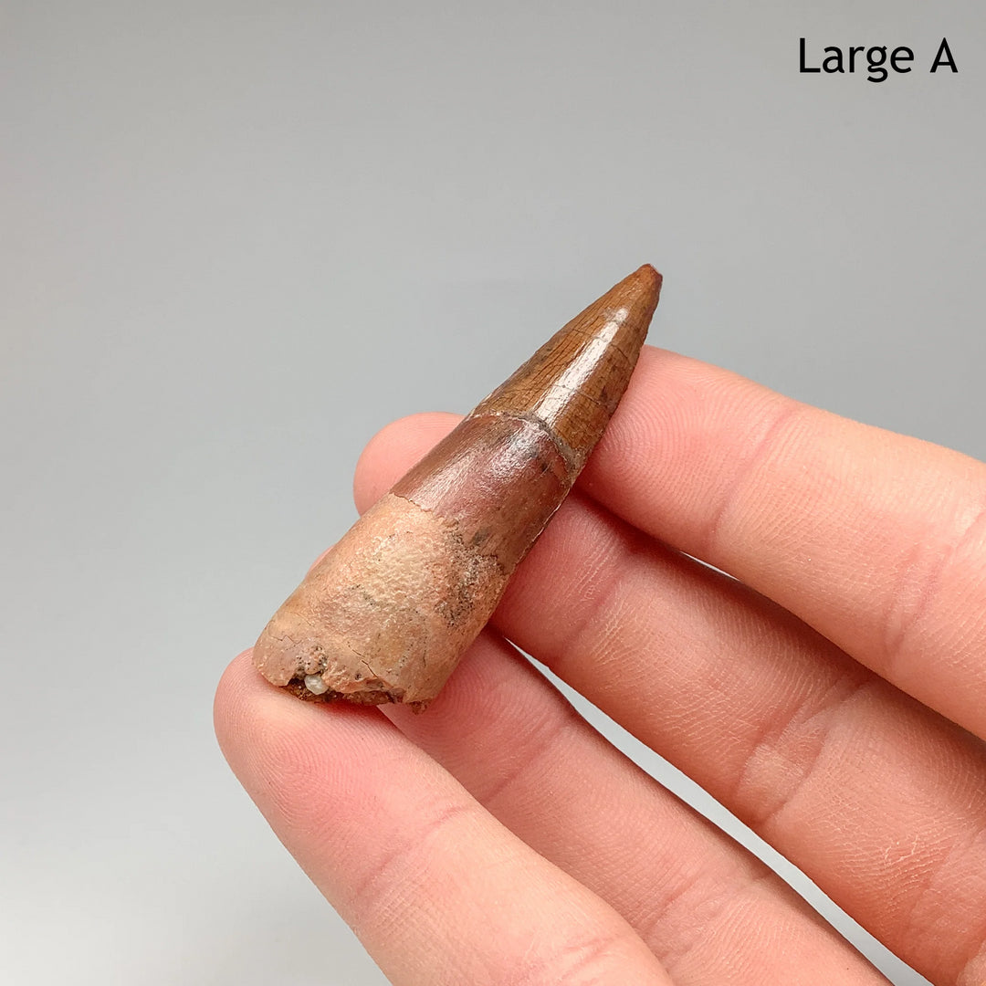 Fossilized Spinosaurus Tooth Specimen