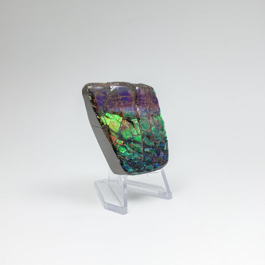 Ammolite Specimen