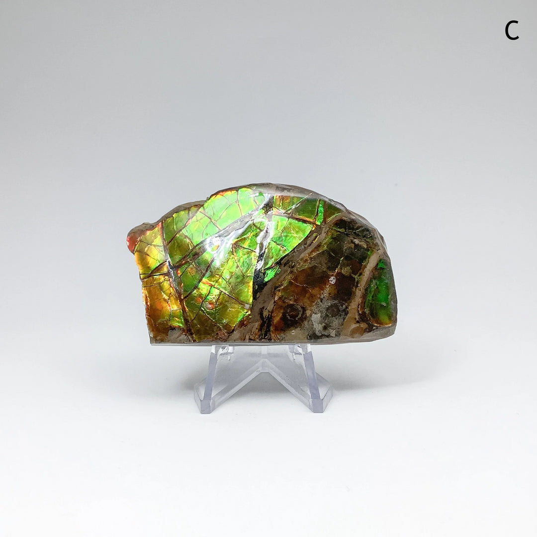 Ammolite Specimen