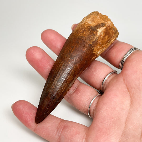 Fossilized Spinosaurus Tooth Specimen