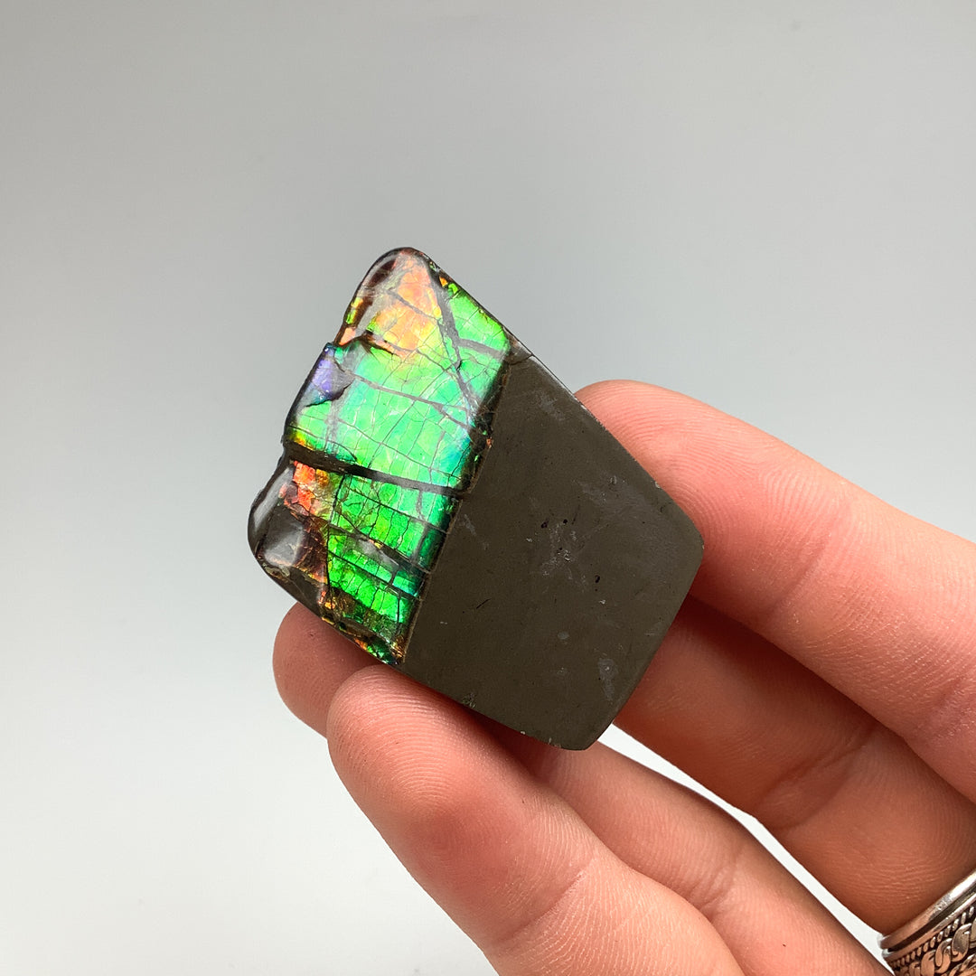 Ammolite Specimen