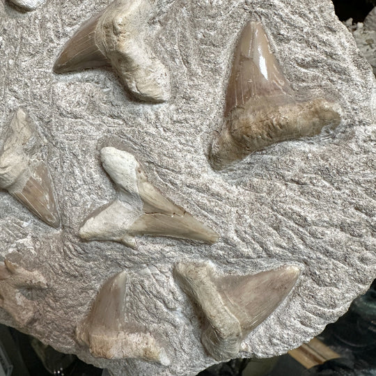 Fossilized Otodus/Lamna Shark Tooth Specimen in Matrix