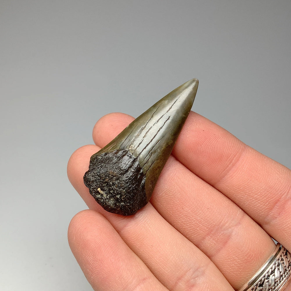 Fossilized Shark Tooth Specimen: Mako