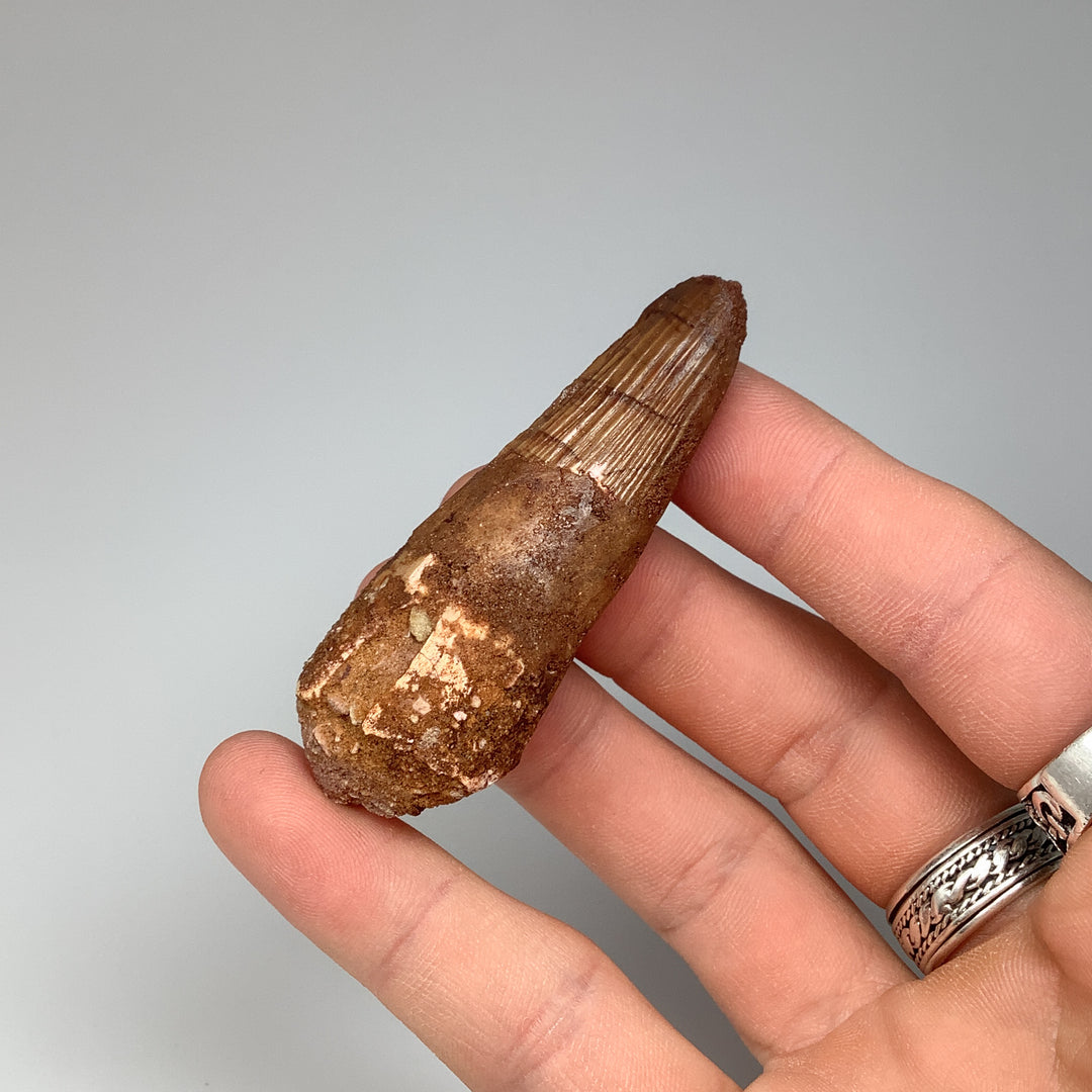 Fossilized Spinosaurus Tooth Specimen