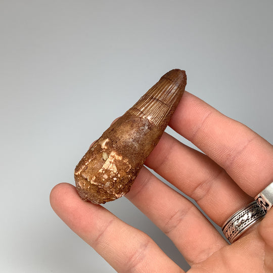 Fossilized Spinosaurus Tooth Specimen