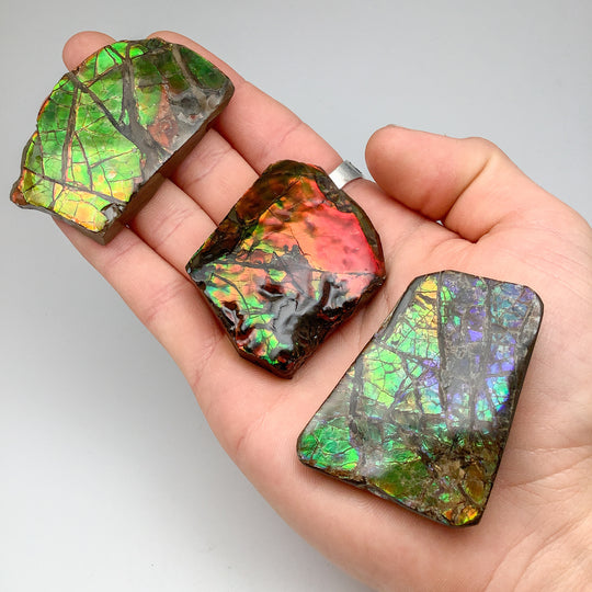 Ammolite Specimen