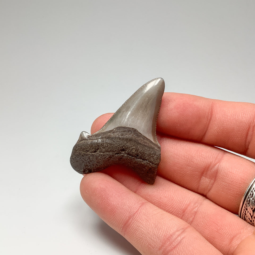 Fossilized Shark Tooth Specimen: Early Megalodon